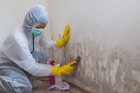 Professional Mold Removal in Eddystone, PA